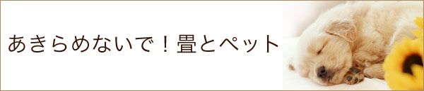 あきらめないで！畳とペット